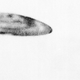 A purported UFO photograph from July 24, 1956 in San Bernardino, California.